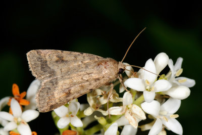 Mottled Rustic, Caradrina morpheus 3