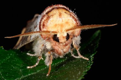 Buff-tip, Phalera bucephala, Måneplet 2