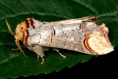 Buff-tip, Phalera bucephala, Mneplet 3