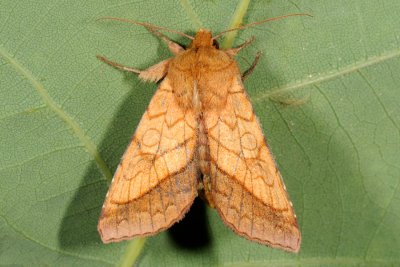 Bordered Sallow, Pyrrhia umbra, Krageklougle 1