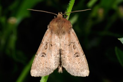 Double Dart, Graphiphora augur 1