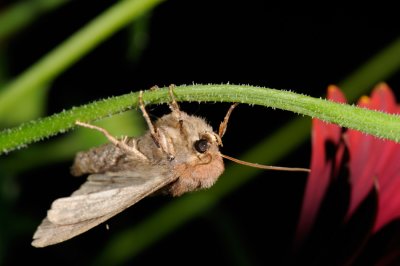 Double Dart, Graphiphora augur 2