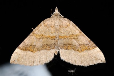 Shaded Broad-bar, Scotopteryx chenopodiata, Almindelig Spidsvingemåler 2