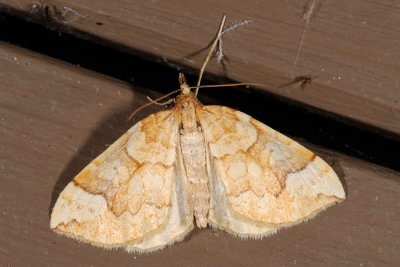 Northern Spinach. Eulithis populata 1