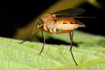 Marsh Snipe Fly, Rhagio tringarius 1