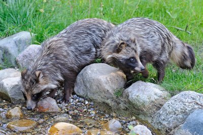 Raccoon Dog, Nyctereutes procyonoides, Mrhund 4