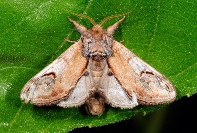 Pebble Prominent, Notodonta ziczac, Zigzagspinder 1