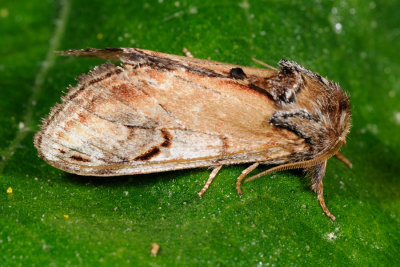 Pebble Prominent, Notodonta ziczac, Zigzagspinder 2