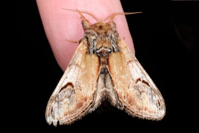 Pebble Prominent, Notodonta ziczac, Zigzagspinder 2