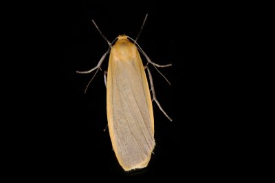 Buff Footman, Eilema depressa 1