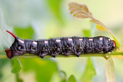 Bedstraw Hawk-moth, Hyles gallii, Snerresværmer 7