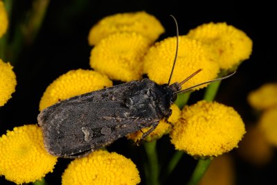 Garden Dart, Euxoa nigricans 2