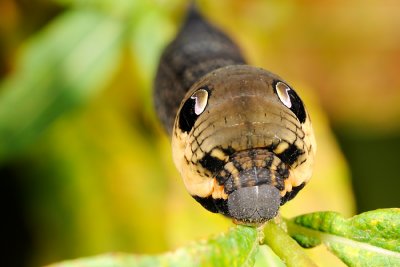 Elephant Hawk-moth, Deilephila elpenor, Dueurtsværmer 1