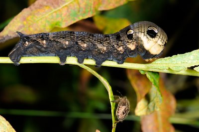 Elephant Hawk-moth, Deilephila elpenor, Dueurtsværmer 2
