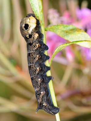 Elephant Hawk-moth, Deilephila elpenor, Dueurtsvrmer 4