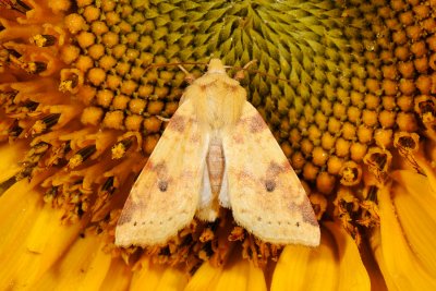 Sallow, Cirrhia icteritia, Gulsot-septemberugle 2