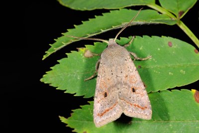 Red-line Quaker, Agrochola lota 4