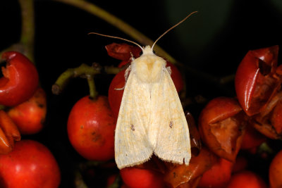 Sallow, Cirrhia icteritia, Gulsot-septemberugle 3