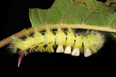 Pale Tussock Calliteara, pudibunda, Bøgenonne 6