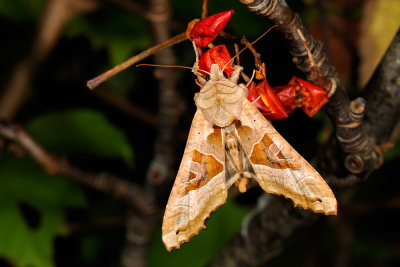 Angle Shades, Phlogophora meticulosa, Agatugle 6