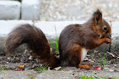Red Squirrel, Sciurus vulgaris, Egern 4
