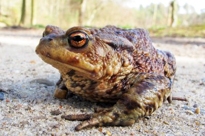 Common toad. Bufo bufo, Skrubtudse 01