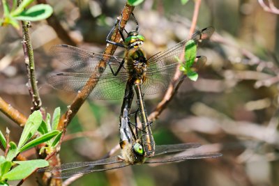 Downy Emerald, Cordulia aenea, Grøn Smaragdlibel 5