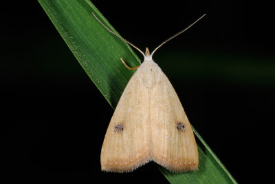 Straw Dot, Rivula sericealis 3