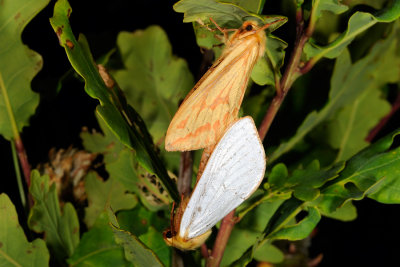 Ghost Moth, Hepialus humuli, Humleæder 6