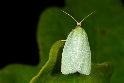 Green Oak Moth, Tortrix viridana, Egevikler 01