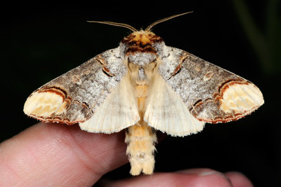 Buff-tip, Phalera bucephala, Måneplet 5