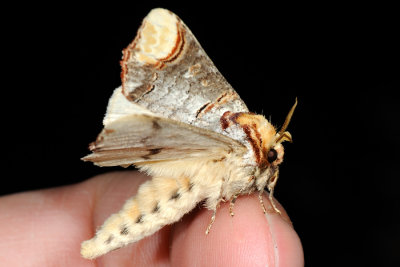 Buff-tip, Phalera bucephala, Måneplet 6