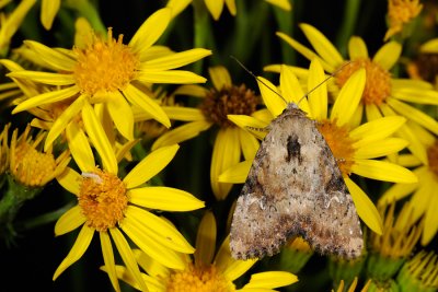 Slender Brindle, Apamea scolopacina 2