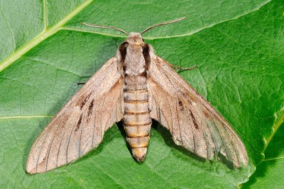 Pine Hawk-moth, Hyloicus pinastri, Fyrresvrmer 1