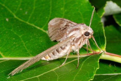 Pine Hawk-moth, Hyloicus pinastri, Fyrresvrmer 2