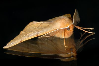 Moths, Geometridae, Mlere