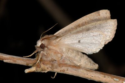 Twin-spotted Quaker, Orthosia munda 1