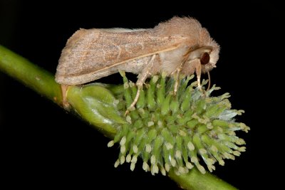 Common Quaker, Orthosia cerasi, Rdgul forrsugle 2