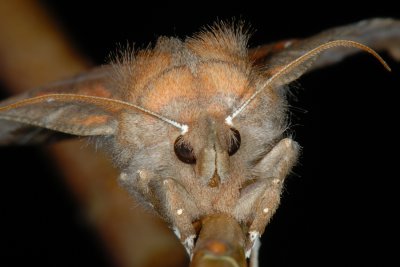 Herald, Scoliopteryx libatrix, Takugle 1