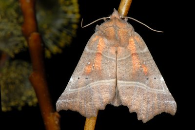 Herald, Scoliopteryx libatrix, Takugle 2