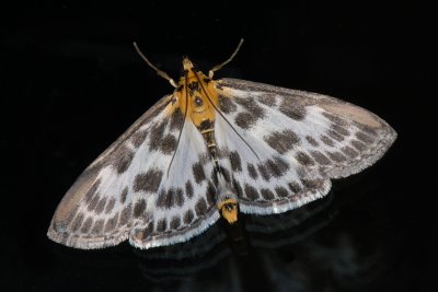 Small Magpie, Eurrhypara hortulata , Nldehalvml 1