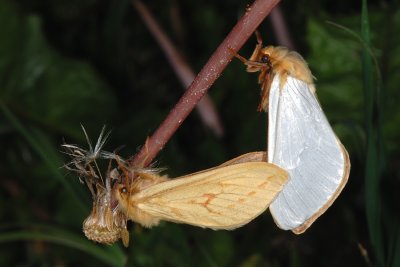 Ghost Moth, Hepialus humuli, Humleder 1