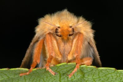 Ghost Moth, Hepialus humuli, Humleder 2