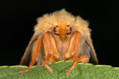 Ghost Moth, Hepialus humuli, Humleæder 2