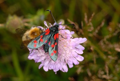 Six-spot Burnet, Zygaena filipendulae, Seksplettet Kllesvrmer 2