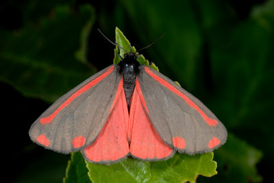 Cinnabar, Tyria jacobaeae,  Blodplet 3