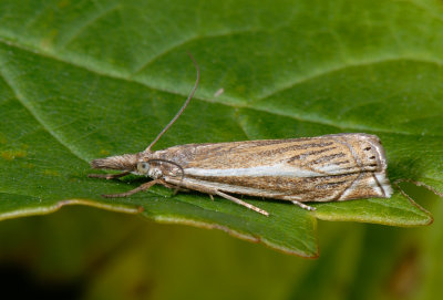 Crambus lathoniellus 3