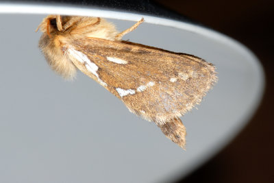 Common Swift , Korscheltellus lupulinus, Konvalder 1