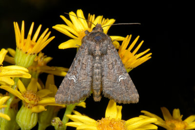 Common Rustic, Mesapamea secalis, Hvidaksugle 2