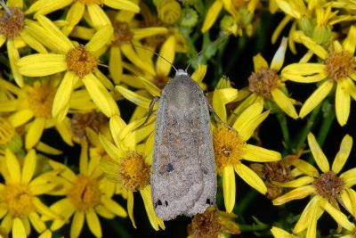 Large Yellow Underwing, Noctua pronuba, Smutugle 2